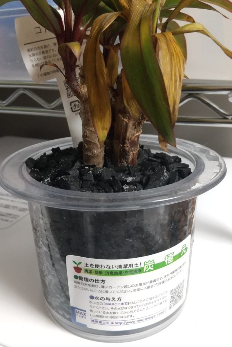 土を使わない観葉植物の育て方 ハイドロカルチャーとは？ 浮雲ブログ